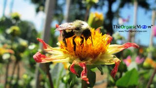 EPA Listening Session on Pollinator Strategy- Part 1 Nov 12, 2014