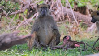 Namibian Baboon Family Grooming in the Shade