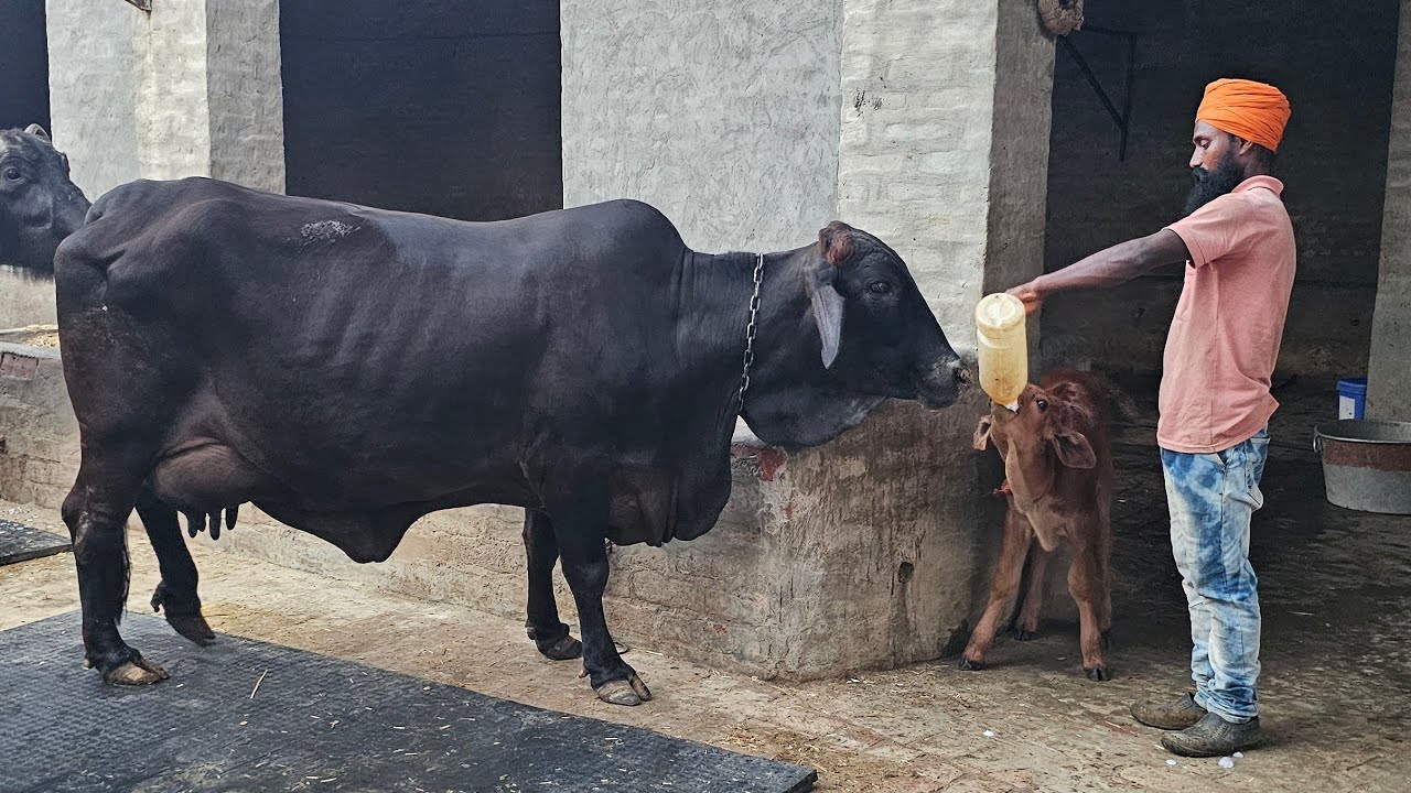 Live milking of sahival cow in village Adampura District Bathinda ਖਾਲੀ ਟਾਈਮ 10.20 kg