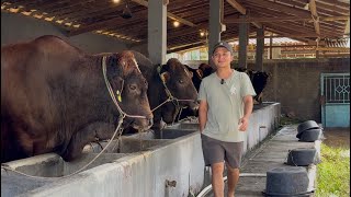 GALPO SAPI QURBAN RAKSASA SETIA FARM SOLD OUT ‼️🔥🔥🔥