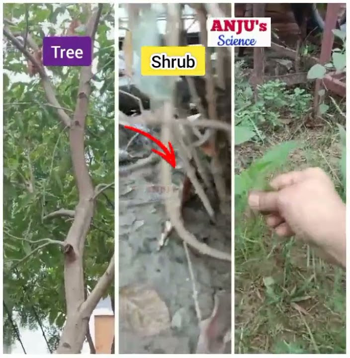 Difference between Trees, Shrubs and Herbs #shorts #anjus_science - YouTube