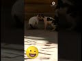 صراع القطط مع بعضها      