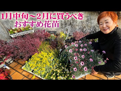 冬こそチャンス！1月に植えるべき多年草10選で春の庭を先取り