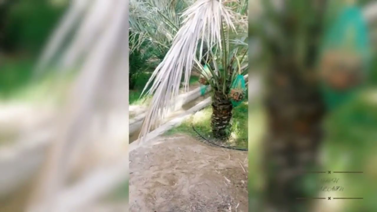 al ain | al ain oasis holidays | coolest place  |  world heritage site