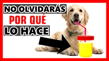 ¿Por qué los perros lamen la orina humana?