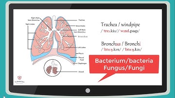6 1 Giới thiệu giải phẫu hệ hô hấp  Tiếng Anh Y Dược   Go Global Class   Cốc Cốc 2020 11 26 09 35 13