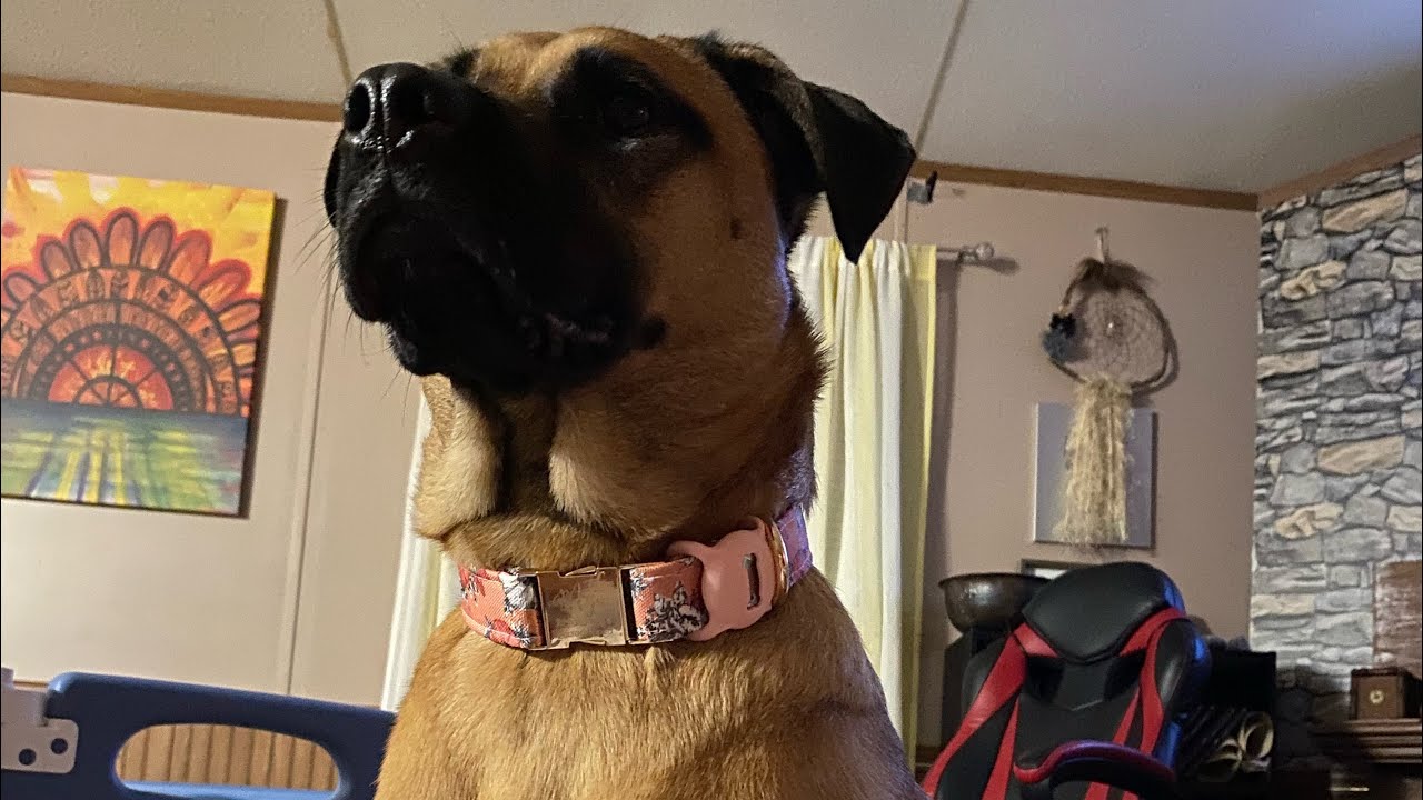 I Should Inform Someone I Have Medical Equipment? Service Dog Makes