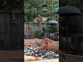 Slow-Motion House Finch Diving In From Above! #shorts #birds #slowmotion #nature #wildlife