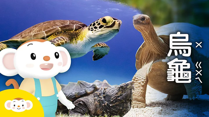 【樂樂帶你探險去】你想養烏龜嗎？澤龜、海龜、陸龜有哪些差別呢？出生時的溫度竟然還會影響海龜性別！跟着樂樂去動物園找「 #烏龜 」！｜小行星樂樂TV - 天天要聞