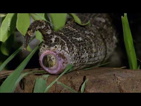 Vidéo: Comment les reptiles se reproduisent-ils ?