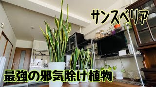 最強の邪気除け植物『サンスベリア』