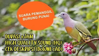 Suara Pemanggil Burung Punai | Pikat Burung Punai |Bird Caller