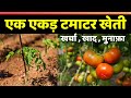 Cost of 1 Acre Tomato Farming in India