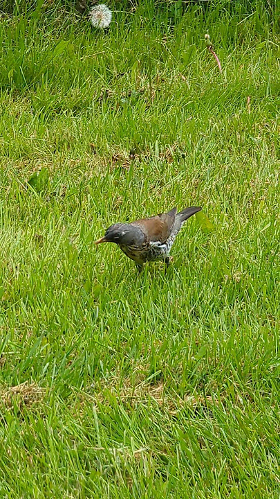 I need food 🐦 #suomi #nature #finland #bird #lintu