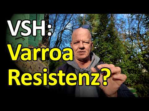 Varroaresistenz adé? VSH stört die Varroavermehrung nicht! #varroaresistenz2033 #dunklebiene