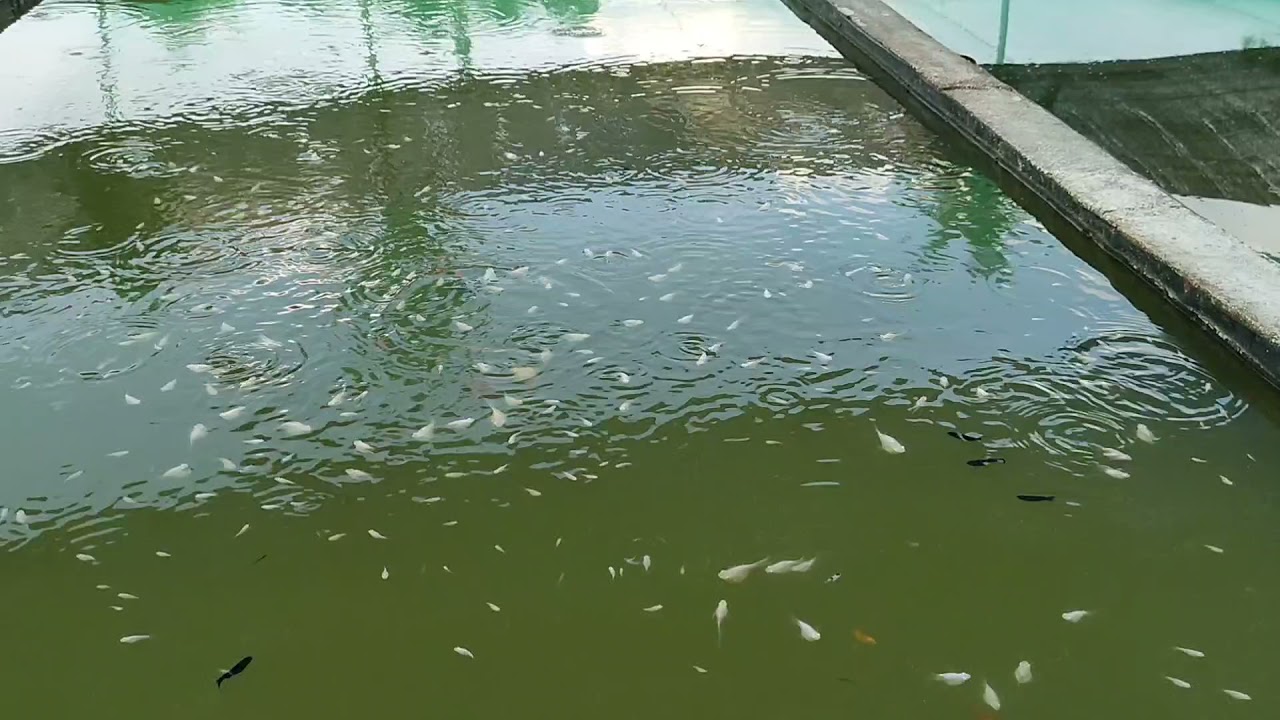 3000 sqm Molly Farm, Carmen, Davao del Norte