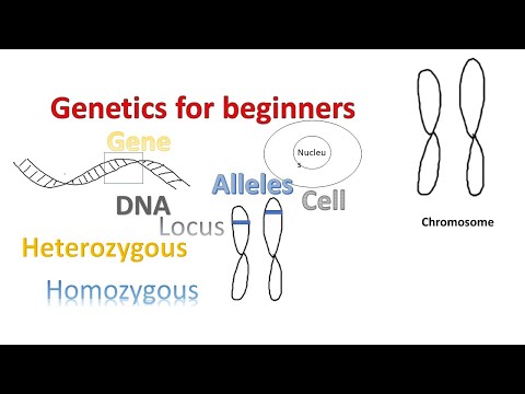 Genetics for beginners | Genes Alleles  Loci on Chromosomes |