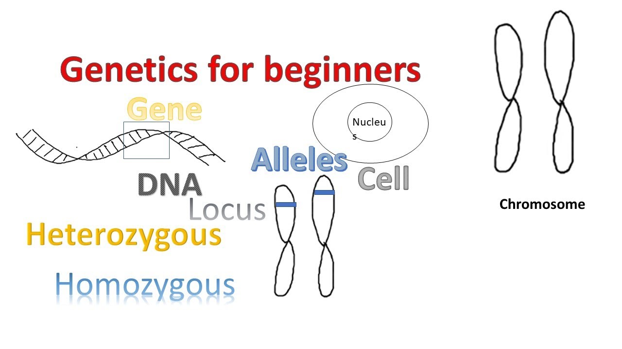 Amoeba sisters alleles and genes video recap answer key. 