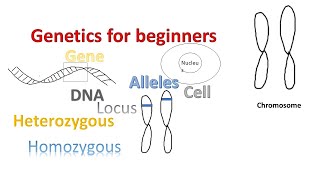 Genetics for beginners | Genes Alleles Loci on Chromosomes |