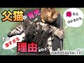 【感動】子猫を父猫がよく育児すると思ったら…その理由がすごかった。母猫からのテレパシー！？Father who takes care of kittens more than mother【ねこつる】