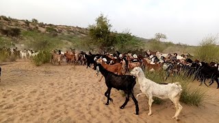 Herd of Thousands Goats are returning home from Forest | #Trending #Viral #Goats