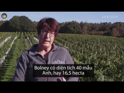 Video: Nhà máy rượu vang hàng đầu ở Maryland
