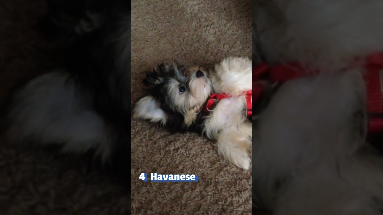 The Top 11 Dog Breeds That Don't Shed