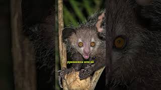 Мадагаскарская руконожка: Загадочные существа острова #животные #animals#shorts #природа #facts