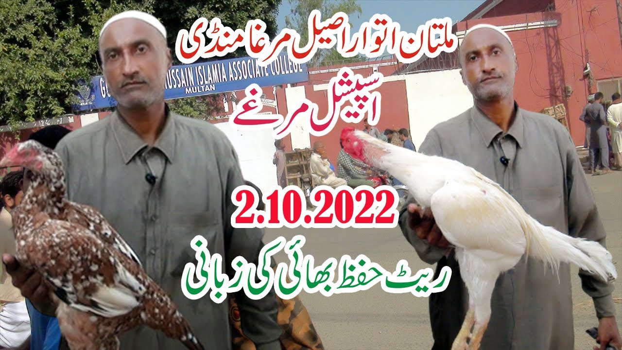 Special Aseel in Multan Aseel Murga Mandi | Friday Multan | @SAEED PETS ...