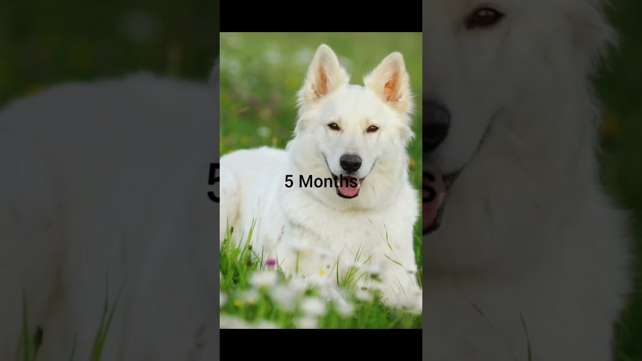 1+ Year Male Purebred German Shepherd