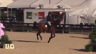 GCJ Amadeo Z 2