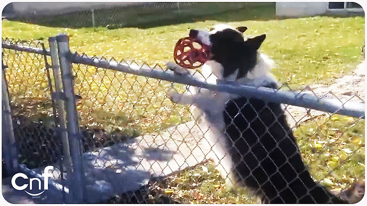 Dog Tricks Pedestrian to Play Fetch