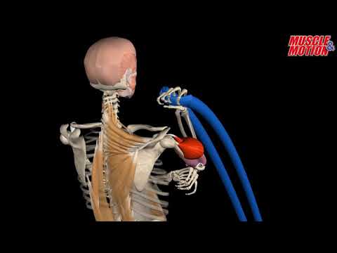 What’s Happening Throughout a Bicep Curl