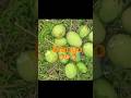 aam lene ke liye ja raha hu Mango #Mango #viral #shortvideo