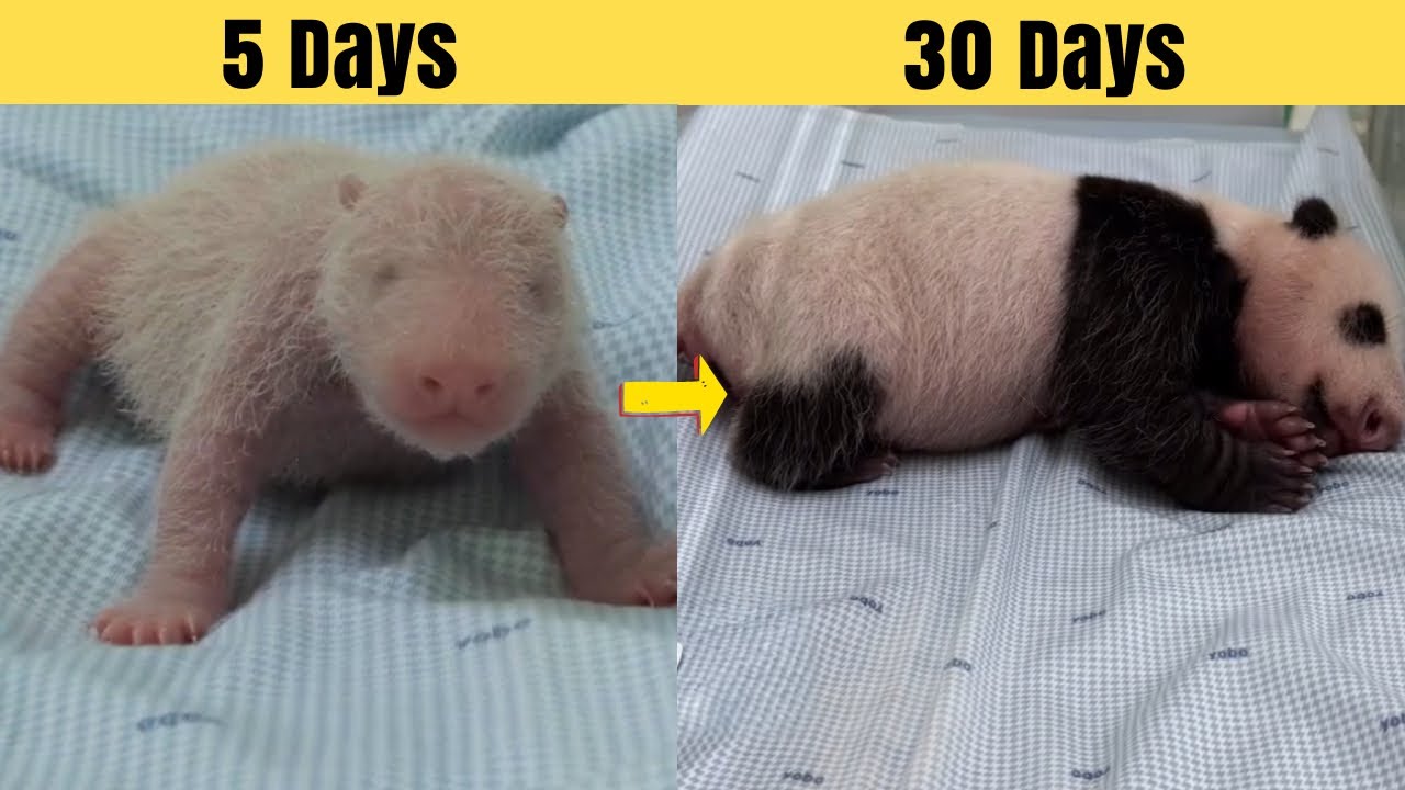 Baby Rio Turns 1 Month Old! Indonesia’s Panda Miracle 🐼💚