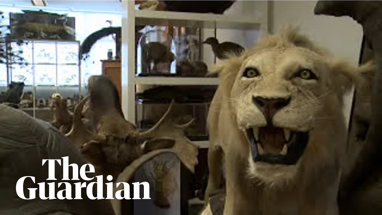 Taxidermy for beginners – a lesson in how to stuff animals - YouTube