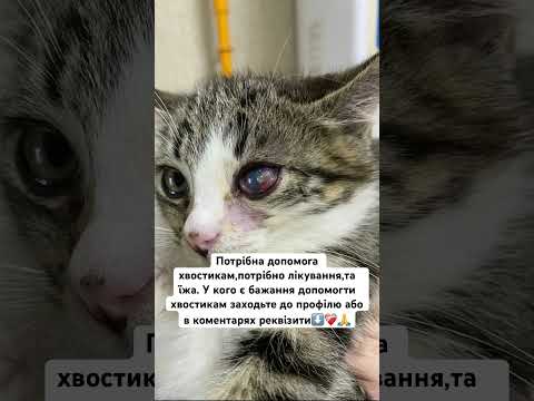 ‼️ТЕРМІНОВО‼️#україна #разом #🇺🇦 #підтримка #кошенята #животные #help #animals #милота #fypシ゚viral