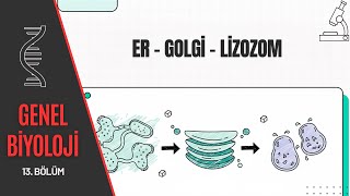 Hücre Endomembran Sistemi Ve Organelleri Er, Gi, Lizozom Genel Biyoloji
