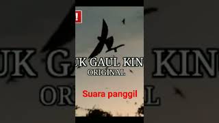 Suara panggil #walet #indonesia #short