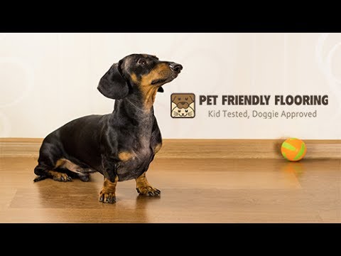 Floor For Dogs Pet Friendly Flooring Best Floor For Dogs Youtube