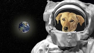 Celebrity What Happened to Laika in space? *The Space Dog 🐕*| Net Worth