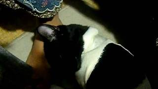 DSCF2291.MP4