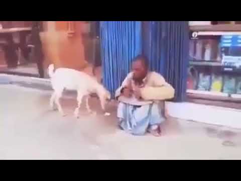 پاگل آدمی اور بکرا۔ فنی ویڈیو😀😀😀😀😀😀😀😀😀😀😀😀