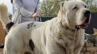 Biggest & Strongest Central Asian Shepherds Worldwide Compilation Part 2! by FG Pets & Entertainment 50,507 views 9 months ago 5 minutes, 56 seconds