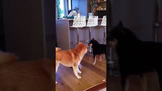 Shiba inu funny jump game by Alice 977 views 6 years ago 1 minute, 14 seconds