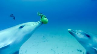 Dolphins Play Catch With A Pufferfish! | Spy In The Wild | BBC Earth Kids