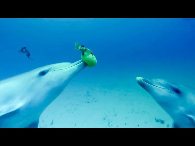 Dolphins Play Catch With A Pufferfish! | Spy In The Wild | BBC Earth Kids -  YouTube
