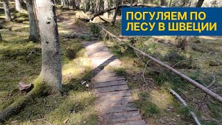 Прогулка по лесу в Швеции / Мостик посреди леса?