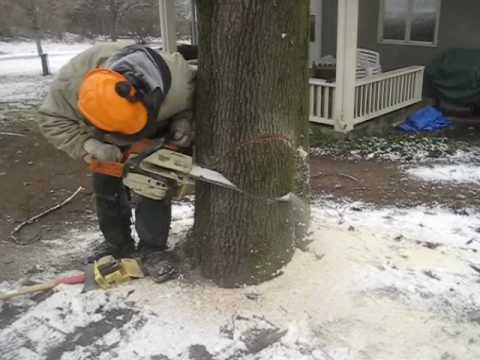 Felling a tree - YouTube