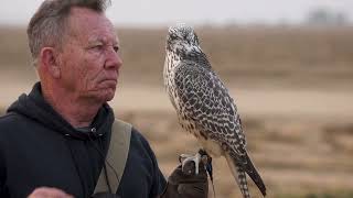 The Training Of Baz The Gyrfalcon